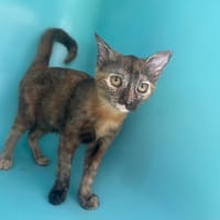 WHERE, chatte à adopter