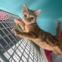 WHY ( Réservé ), chatte à adopter