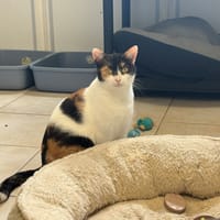 PAILLETTE, chatte à adopter