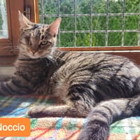 NOCCIO, chat à adopter