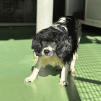 Jihnny, chienne à adopter