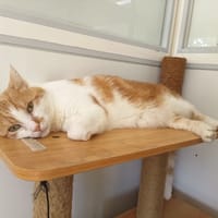 MON FILS, chat à adopter