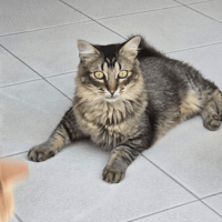 BIGMAC, chat à adopter