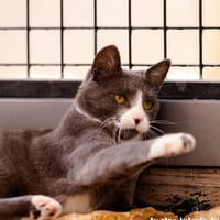 KRUM C, chat à adopter