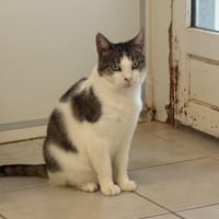 TINOU, chat à adopter