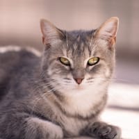 PRALINE C, chatte à adopter