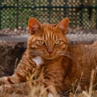 RATATOUILLE C, chat à adopter