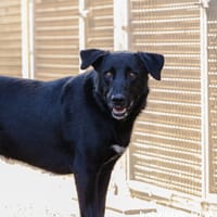 LEAF VAA, chien à adopter