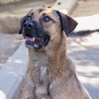 PAPRIKA VAA, chien à adopter