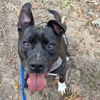 Reglisse, chien à adopter