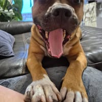 ODEN, chien à adopter
