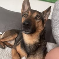 TAIKO, chien à adopter
