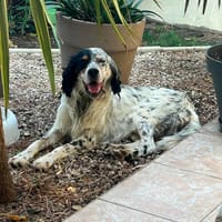 TONNERRE, chien à adopter