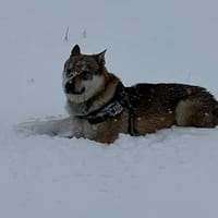 OLVEN, chien à adopter