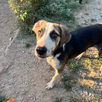 Tao, chien à adopter