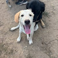Jacob, chien à adopter