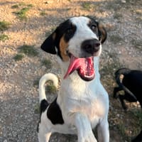 Plum, chienne à adopter