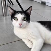 Pralinette - douce minette, chatte à adopter