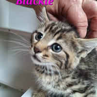 Blackie, chatte à adopter