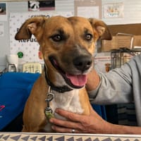 MARI, chienne à adopter