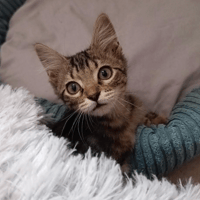 MAE, chatte à adopter
