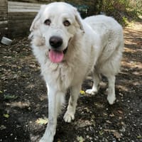 BIANCO, chien à adopter