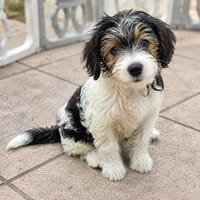 BELUGA, chien à adopter