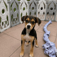 BELETTE, chienne à adopter