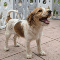 BABAR, chien à adopter