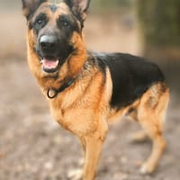 REX, chien à adopter
