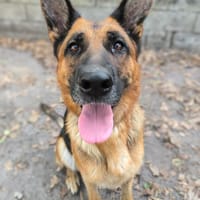 ROXY, chienne à adopter