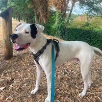 TAWA, chien à adopter