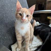 Arabo, katers ter adoptie