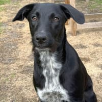 Bella wartet auf ihre zweite Chance, Hündin zur Adoption