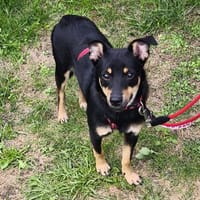 🌸 Sensible Soleil sucht Dich🌸, Hündin zur Adoption