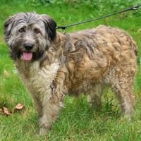Pearl ist eine fröhliche Hündin, Hündin zur Adoption