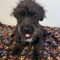 Blacky Baby, unser Wuselchen, Hund zur Adoption