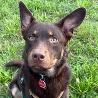 aktiver Junghund COCO sucht konsequente Menschen, Hund zur Adoption