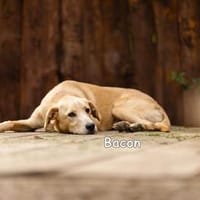 BACON, Hund zur Adoption