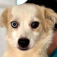 BLUE-wunderschöne, ganz liebe Junghündin 40cm, Hündin zur Adoption