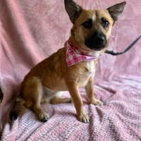 Ophelia (Ollo) -Sanfte kleine Hündin sucht Menschen mit Herz, Hündin zur Adoption