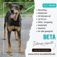 Beta sucht ein liebevolles Zuhause!, Hündin zur Adoption