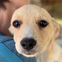 MINA-zuckersüße, lebensfrohe Welpin 25cm, Hündin zur Adoption