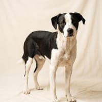 aktiver Junghund sucht aktive Menschen, Hund zur Adoption