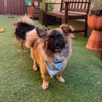 Miron - Zuhause gesucht, Hund zur Adoption