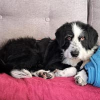 Dion ist ein sensibler, super Kerl!, Hund zur Adoption