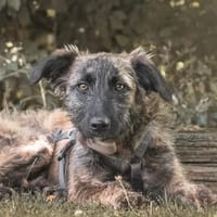 Pflegehündin April wartet in 52391 Vettweiß, Hündin zur Adoption
