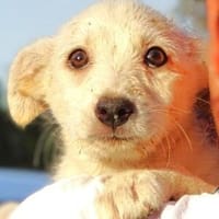 Hundekind BRITA, Hündin zur Adoption