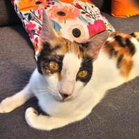 Prunita-Schmusemaus sucht Dich, Katze zur Adoption