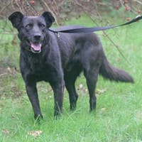 Lenny  ein echter Schatz auf vier Pfoten, Hund zur Adoption